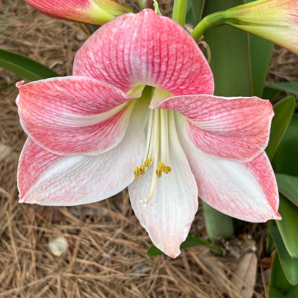 Five small Apple Blossom amaryllis bulbs in pink and white blooms.